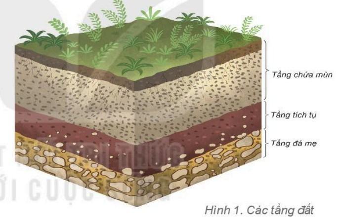 Địa lí 6 Kết nối tri thức Bài 22: Lớp đất trên Trái Đất