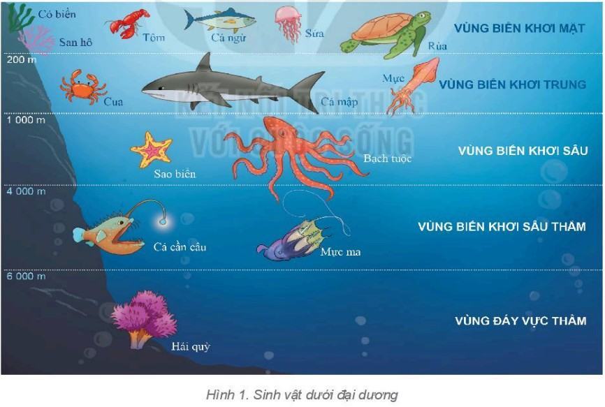 Địa lí 6 Kết nối tri thức Bài 23: Sự sống trên Trái Đất