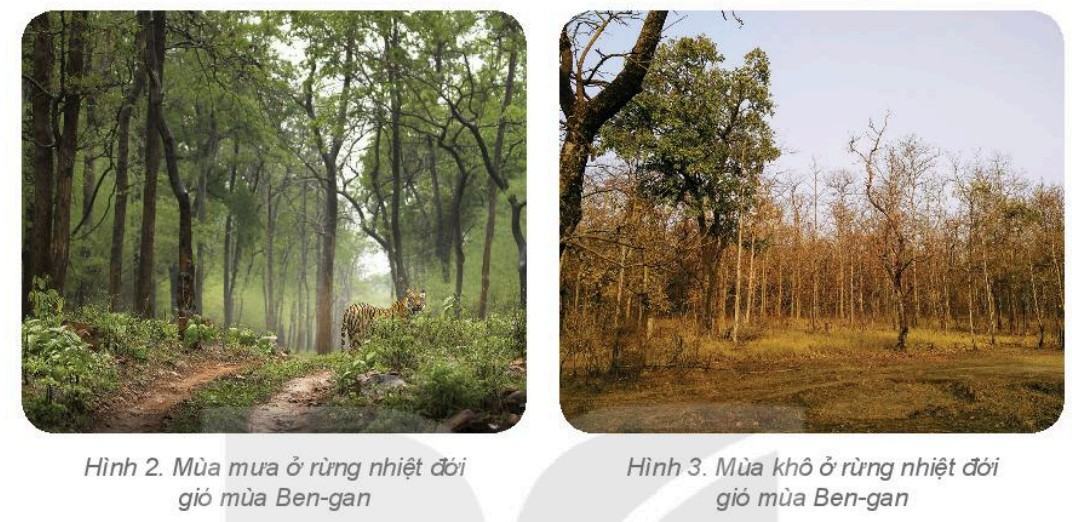 Địa lí 6 Kết nối tri thức Bài 24: Rừng nhiệt đới