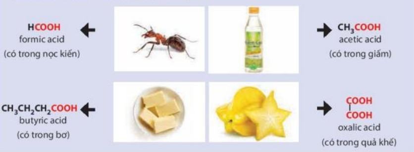 Hóa 11 Kết nối tri thức Bài 24: Carboxylic Acid