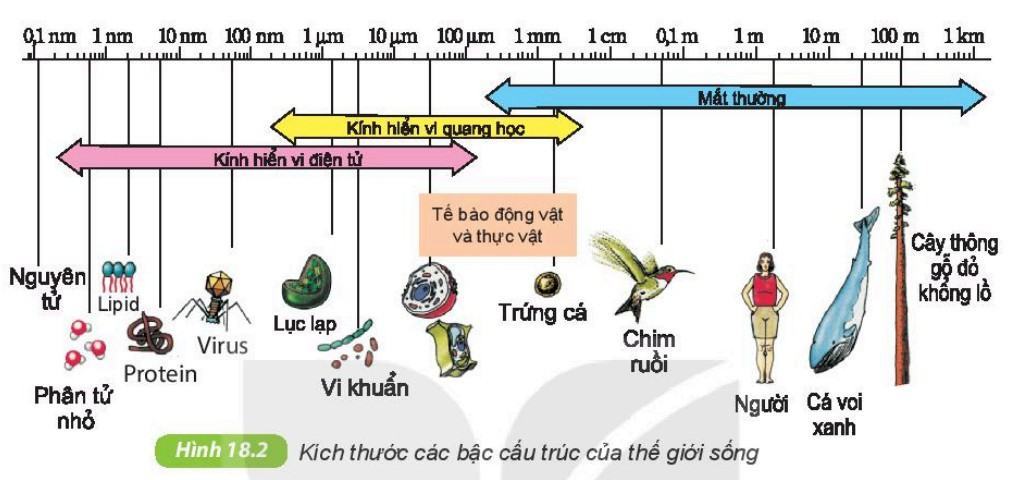 Khoa học tự nhiên 6 Kết nối tri thức Bài 18: Tế bào - Đơn vị cơ bản của sự sống
