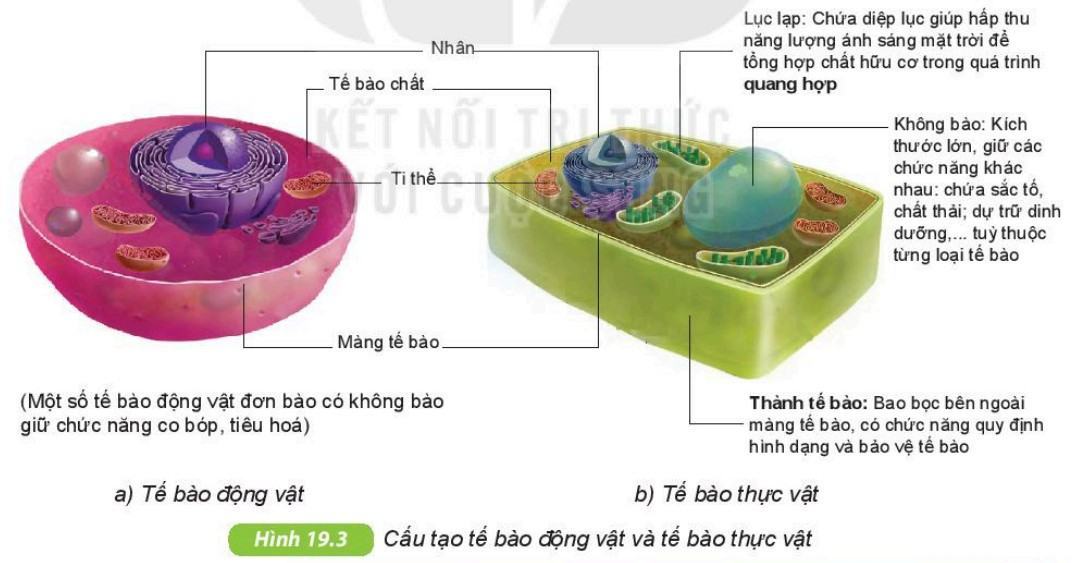 Khoa học tự nhiên 6 Kết nối tri thức Bài 19: Cấu tạo và chức năng các thành phần của tế bào