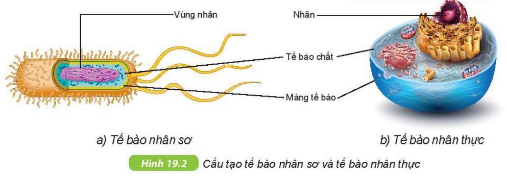 Khoa học tự nhiên 6 Kết nối tri thức Bài 19: Cấu tạo và chức năng các thành phần của tế bào