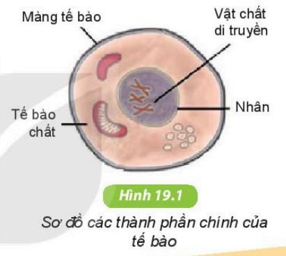 Khoa học tự nhiên 6 Kết nối tri thức Bài 19: Cấu tạo và chức năng các thành phần của tế bào