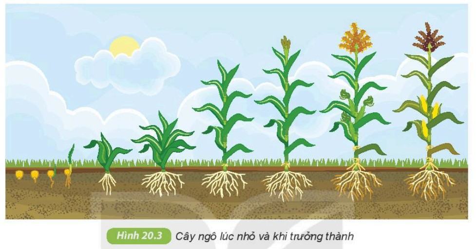 Khoa học tự nhiên 6 Kết nối tri thức Bài 20: Sự lớn lên và sinh sản của tế bào