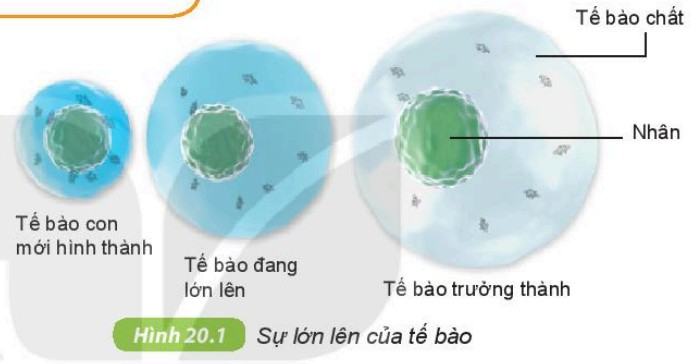Khoa học tự nhiên 6 Kết nối tri thức Bài 20: Sự lớn lên và sinh sản của tế bào