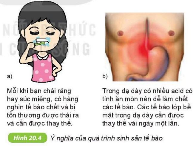 Khoa học tự nhiên 6 Kết nối tri thức Bài 20: Sự lớn lên và sinh sản của tế bào