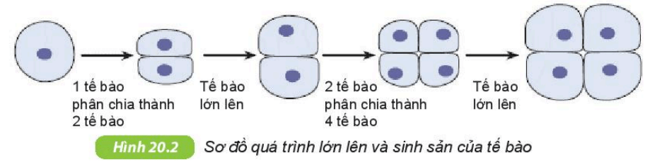 Khoa học tự nhiên 6 Kết nối tri thức Bài 20: Sự lớn lên và sinh sản của tế bào
