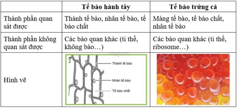 Khoa học tự nhiên 6 Kết nối tri thức Bài 21: Thực hành: Quan sát và phân biệt một số loại tế bào