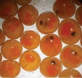 Khoa học tự nhiên 6 Kết nối tri thức Bài 21: Thực hành: Quan sát và phân biệt một số loại tế bào