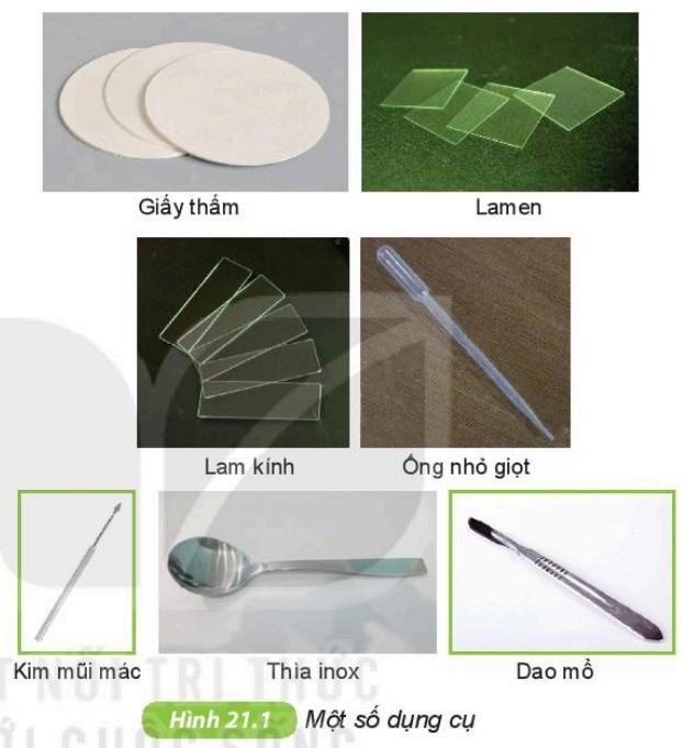 Khoa học tự nhiên 6 Kết nối tri thức Bài 21: Thực hành: Quan sát và phân biệt một số loại tế bào
