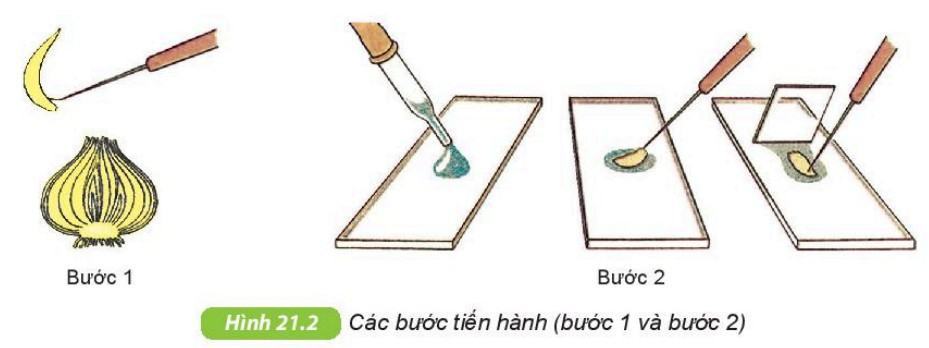 Khoa học tự nhiên 6 Kết nối tri thức Bài 21: Thực hành: Quan sát và phân biệt một số loại tế bào