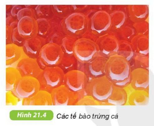 Khoa học tự nhiên 6 Kết nối tri thức Bài 21: Thực hành: Quan sát và phân biệt một số loại tế bào
