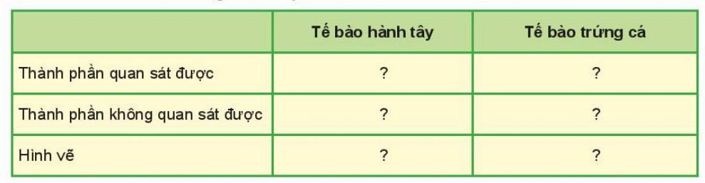 Khoa học tự nhiên 6 Kết nối tri thức Bài 21: Thực hành: Quan sát và phân biệt một số loại tế bào