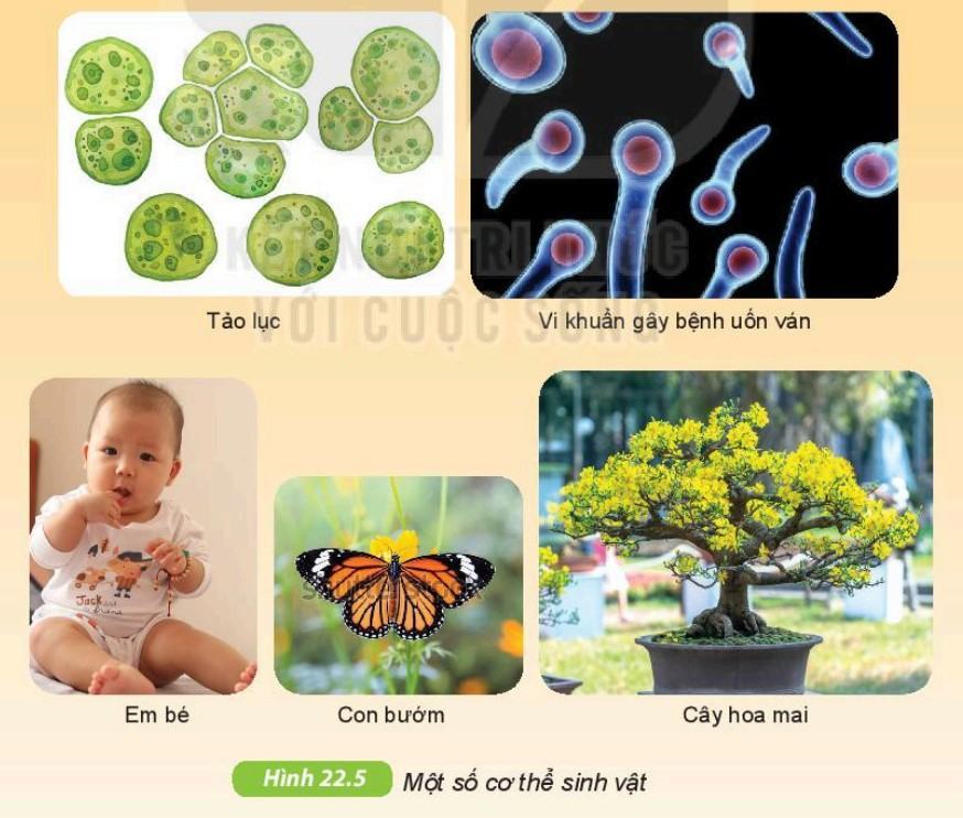 Khoa học tự nhiên 6 Kết nối tri thức Bài 22: Cơ thể sinh vật