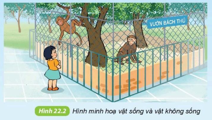 Khoa học tự nhiên 6 Kết nối tri thức Bài 22: Cơ thể sinh vật