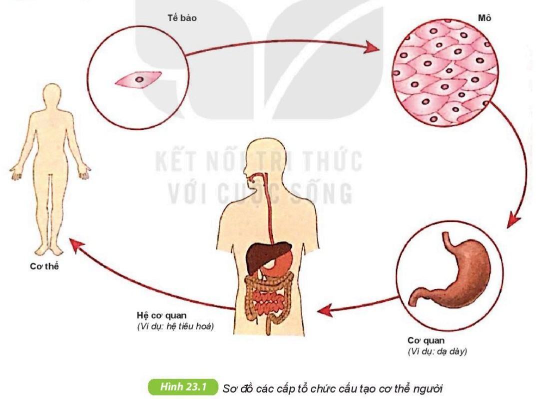 Khoa học tự nhiên 6 Kết nối tri thức Bài 23: Tổ chức cơ thể đa bào
