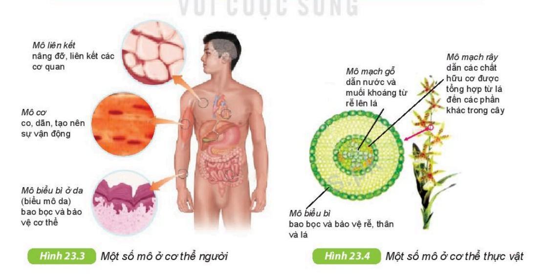 Khoa học tự nhiên 6 Kết nối tri thức Bài 23: Tổ chức cơ thể đa bào