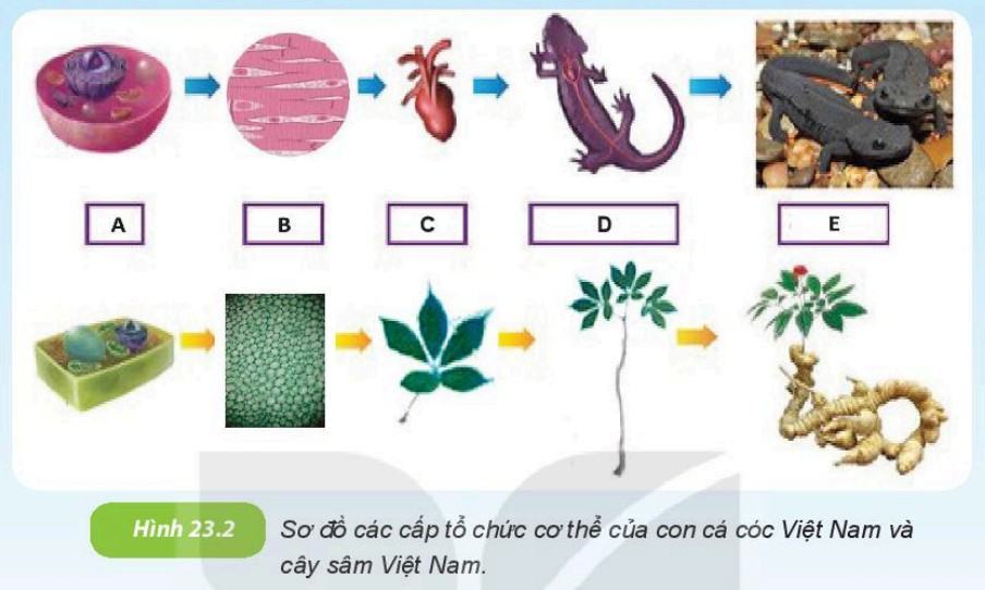 Khoa học tự nhiên 6 Kết nối tri thức Bài 23: Tổ chức cơ thể đa bào