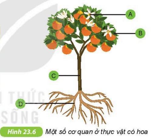 Khoa học tự nhiên 6 Kết nối tri thức Bài 23: Tổ chức cơ thể đa bào
