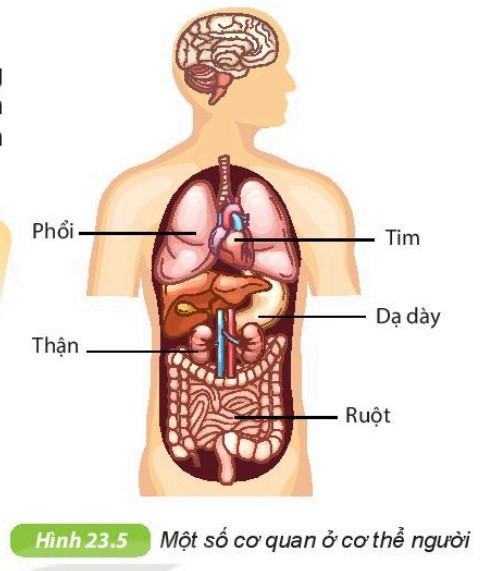 Khoa học tự nhiên 6 Kết nối tri thức Bài 23: Tổ chức cơ thể đa bào