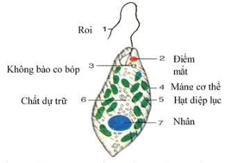 Khoa học tự nhiên 6 Kết nối tri thức Bài 24: Thực hành: Quan sát và mô tả cơ thể đơn bào, cơ thể đa bào