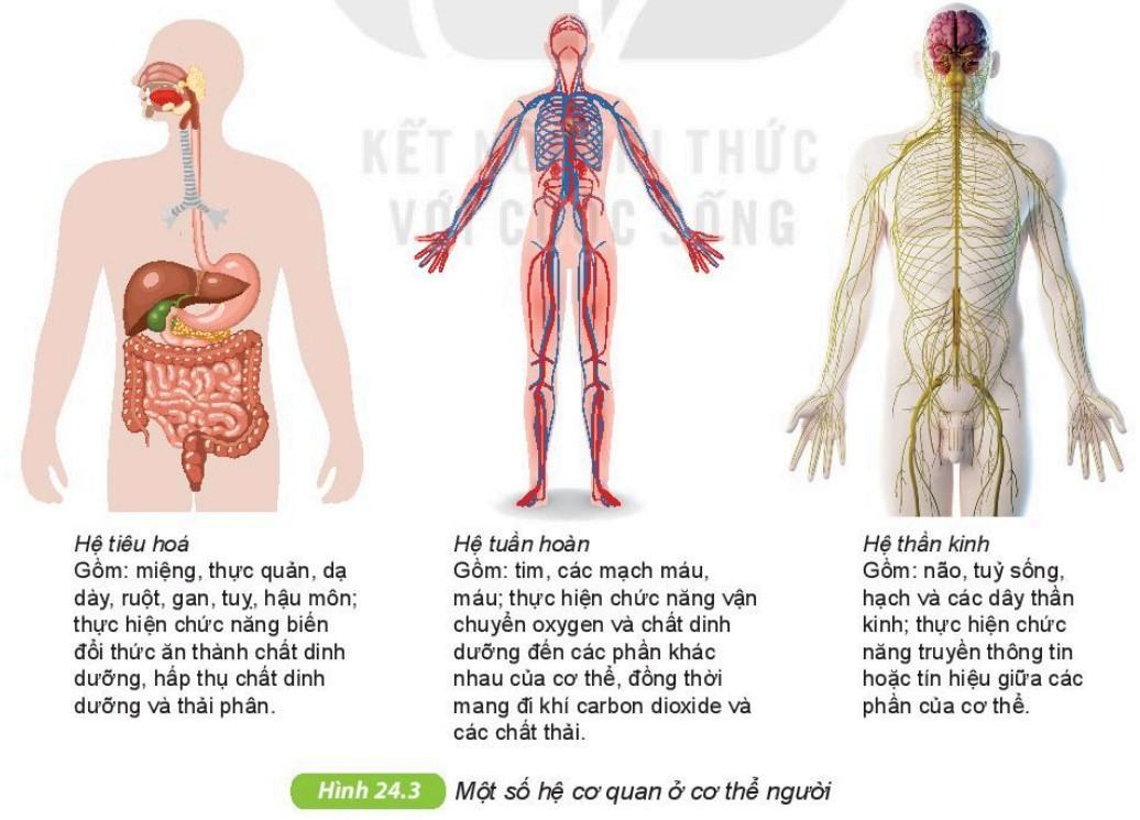 Khoa học tự nhiên 6 Kết nối tri thức Bài 24: Thực hành: Quan sát và mô tả cơ thể đơn bào, cơ thể đa bào