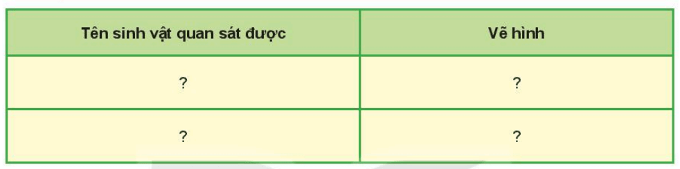 Khoa học tự nhiên 6 Kết nối tri thức Bài 24: Thực hành: Quan sát và mô tả cơ thể đơn bào, cơ thể đa bào