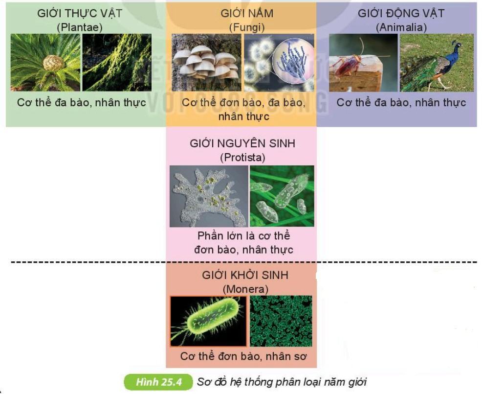 Khoa học tự nhiên 6 Kết nối tri thức Bài 25: Hệ thống phân loại sinh vật