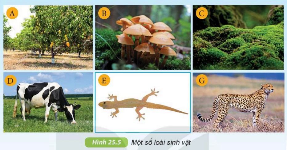Khoa học tự nhiên 6 Kết nối tri thức Bài 25: Hệ thống phân loại sinh vật