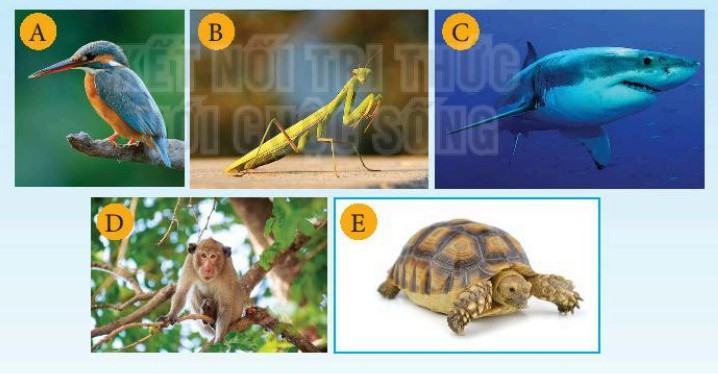Khoa học tự nhiên 6 Kết nối tri thức Bài 26: Khóa lưỡng phân
