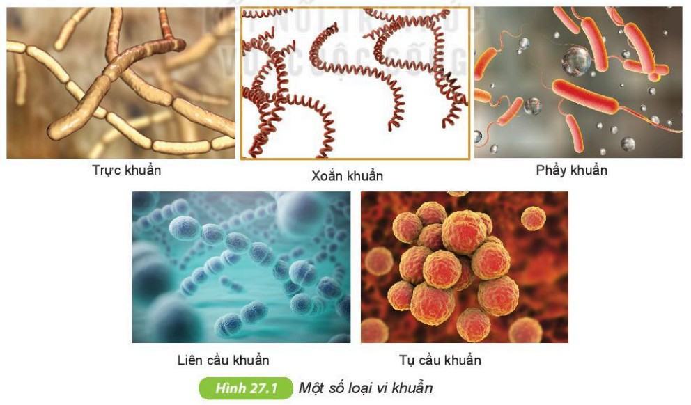 Khoa học tự nhiên 6 Kết nối tri thức Bài 27: Vi khuẩn