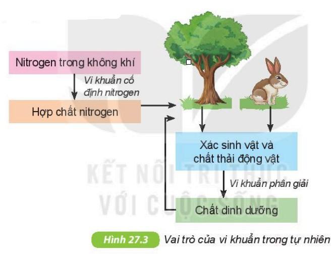 Khoa học tự nhiên 6 Kết nối tri thức Bài 27: Vi khuẩn