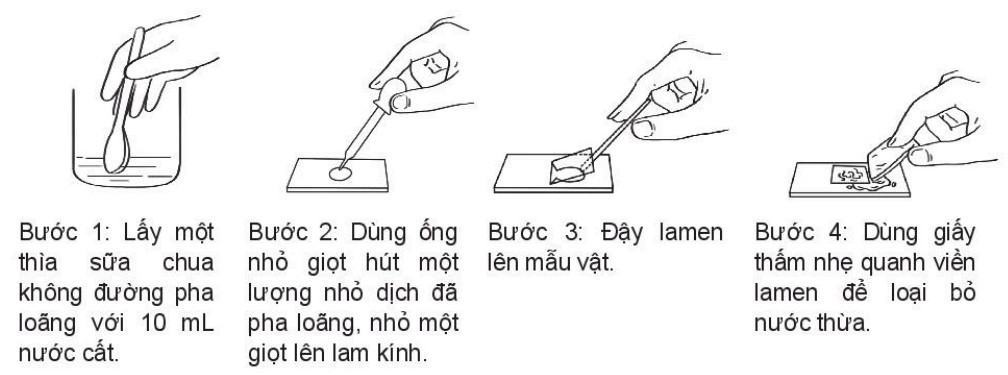 Khoa học tự nhiên 6 Kết nối tri thức Bài 28: Thực hành: Làm sữa chua và quan sát vi khuẩn