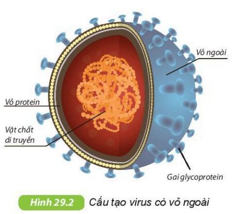 Khoa học tự nhiên 6 Kết nối tri thức Bài 29: Virus