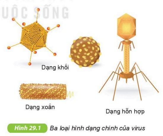 Khoa học tự nhiên 6 Kết nối tri thức Bài 29: Virus