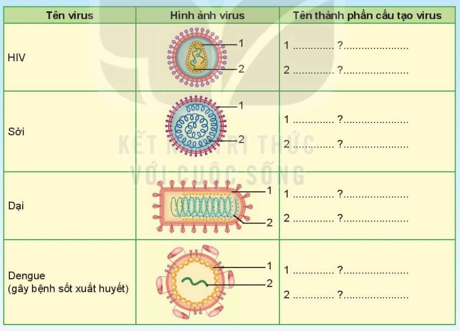 Khoa học tự nhiên 6 Kết nối tri thức Bài 29: Virus