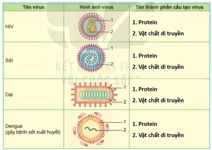 Khoa học tự nhiên 6 Kết nối tri thức Bài 29: Virus