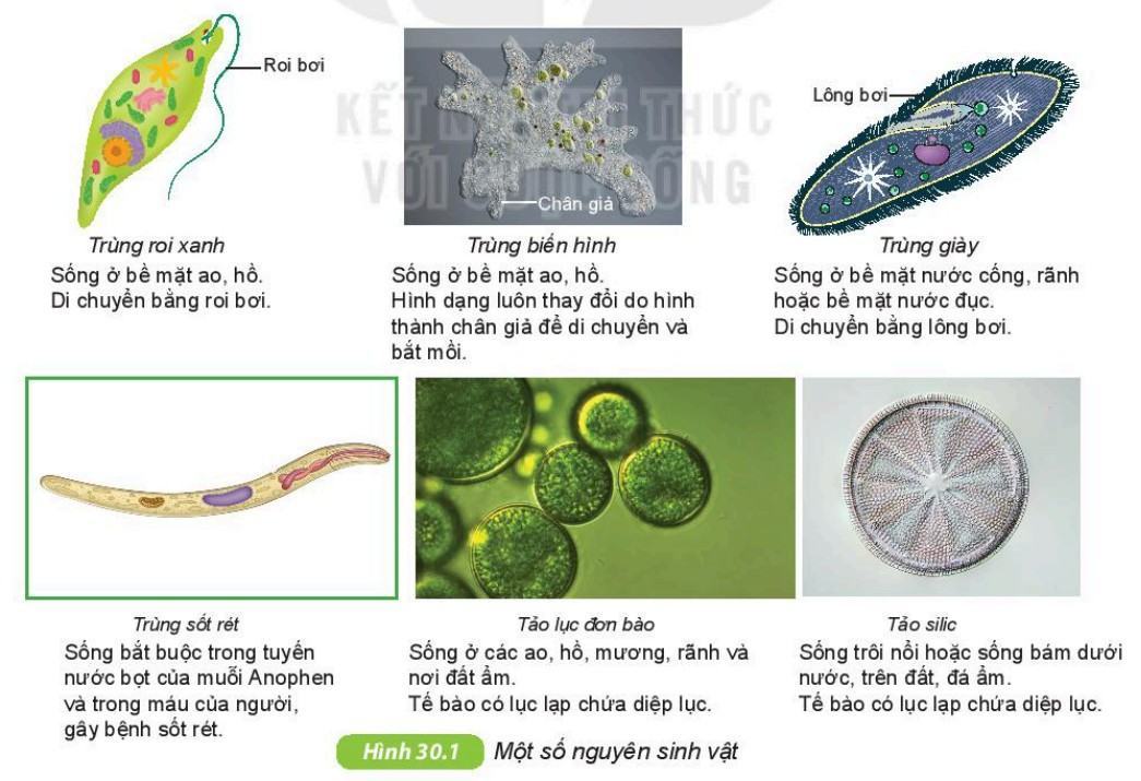 Khoa học tự nhiên 6 Kết nối tri thức Bài 30: Nguyên sinh vật