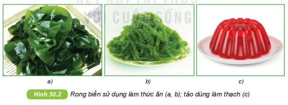 Khoa học tự nhiên 6 Kết nối tri thức Bài 30: Nguyên sinh vật