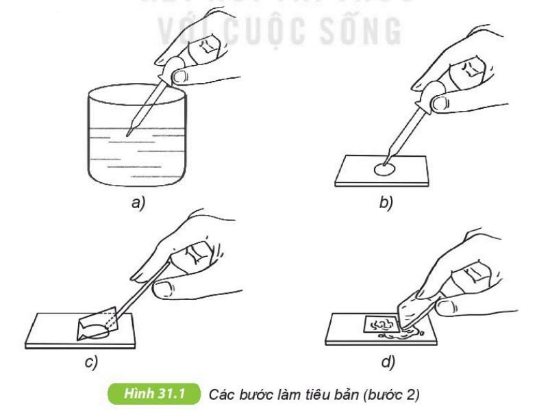 Khoa học tự nhiên 6 Kết nối tri thức Bài 31: Thực hành: Quan sát nguyên sinh vật