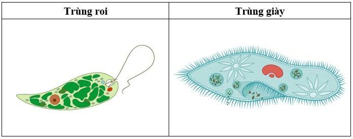 Khoa học tự nhiên 6 Kết nối tri thức Bài 31: Thực hành: Quan sát nguyên sinh vật