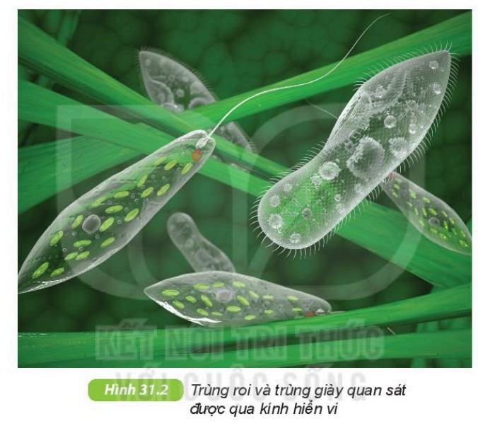 Khoa học tự nhiên 6 Kết nối tri thức Bài 31: Thực hành: Quan sát nguyên sinh vật