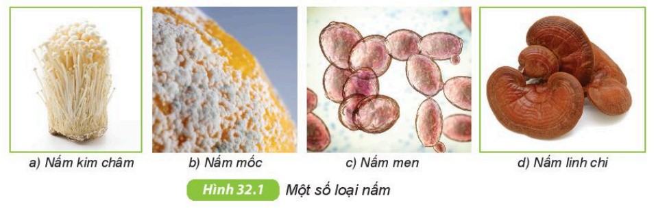 Khoa học tự nhiên 6 Kết nối tri thức Bài 32: Nấm