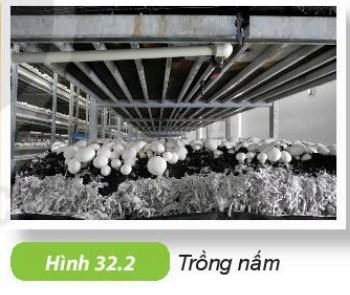 Khoa học tự nhiên 6 Kết nối tri thức Bài 32: Nấm