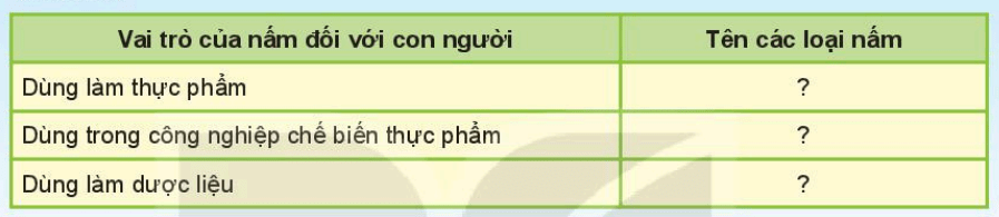 Khoa học tự nhiên 6 Kết nối tri thức Bài 32: Nấm