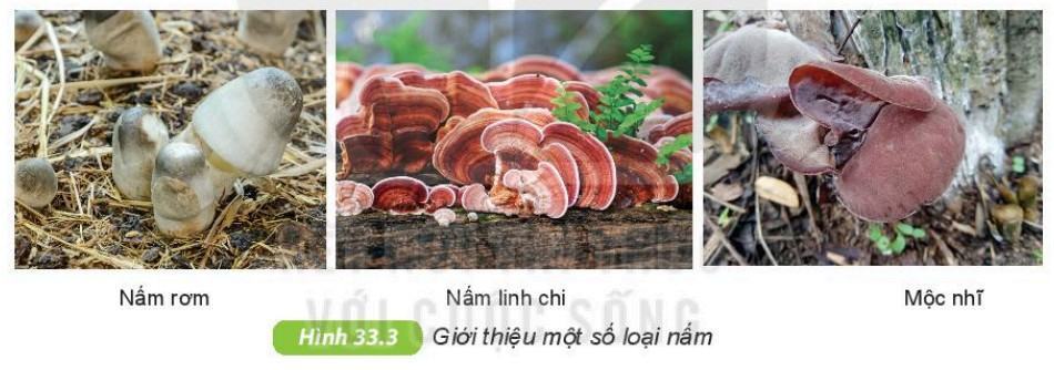Khoa học tự nhiên 6 Kết nối tri thức Bài 33: Thực hành: Quan sát các loại nấm