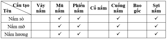 Khoa học tự nhiên 6 Kết nối tri thức Bài 33: Thực hành: Quan sát các loại nấm