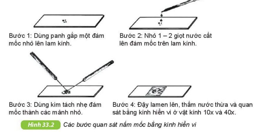 Khoa học tự nhiên 6 Kết nối tri thức Bài 33: Thực hành: Quan sát các loại nấm