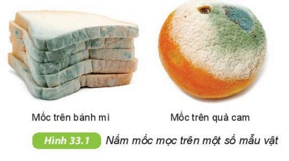 Khoa học tự nhiên 6 Kết nối tri thức Bài 33: Thực hành: Quan sát các loại nấm